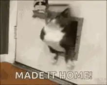 cat squeezes through pet door