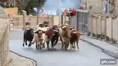 Bulls running through narrow street