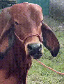 Brown cow chewing cud
