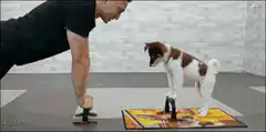 Man and dog doing pushups together