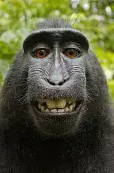 smiling macaque monkey close-up