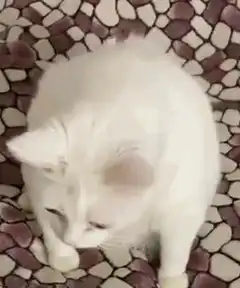 white cat licking lips