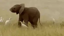 Baby elephant dancing with birds