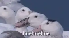 Ducks laughing huehuehue