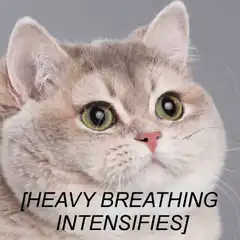 Cat heavy breathing intensifies