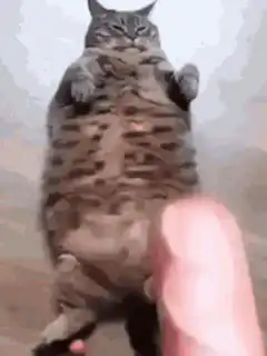 Cat humping a sausage