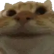 Smug cat face zoom