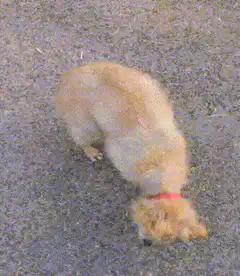 small dog spinning in circles