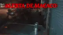 Alerta de Macaco monkey alert