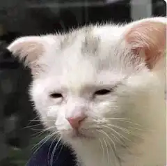 Awake but at what cost cat