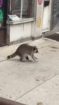 Raccoon walking on sidewalk