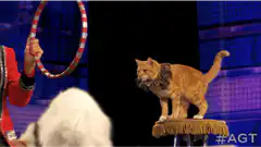Cat jumps through hoop on America's Got Talent