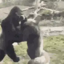 gorillas play fighting