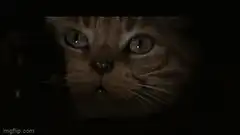 Orange cat blinking in the dark