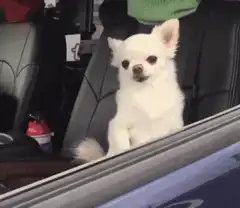 white chihuahua licks nose then angry chihuahua appears