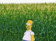 Homer Simpson walking into a cornfield