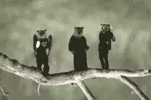 Three flying squirrels on a branch