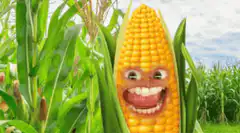 Talking corn cob in a field