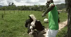 Man dancing with an ostrich