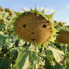 Sunflower with a face