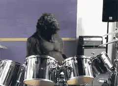gorilla playing drums