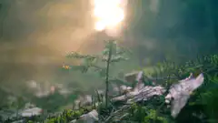 sunlight shining on small plant