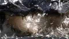 Alligator splashing water