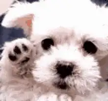 fluffy white puppy waving paw