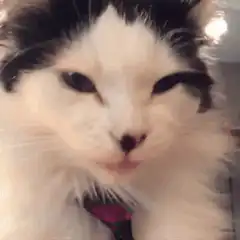 Cat sticking tongue out and licking