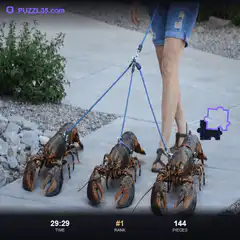 woman walking three lobsters on leashes
