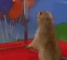 prairie dog looking up