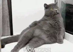 Surprised fat cat wowzers