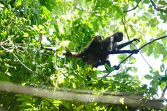Monkey with baby in tree