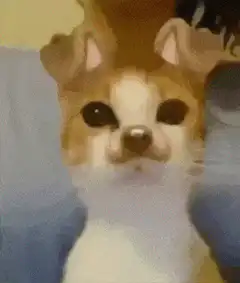 Cat with dog ears licking lips