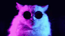 Cool cat with sunglasses