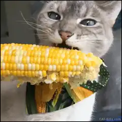 cat eating corn