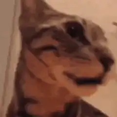Cat winking and smiling