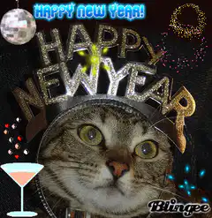 Happy New Year Cat