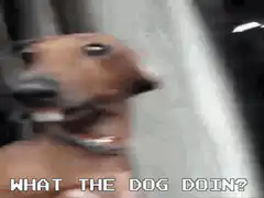 Dog licking nose with caption
