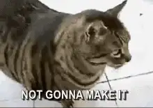 Cat falling over not gonna make it