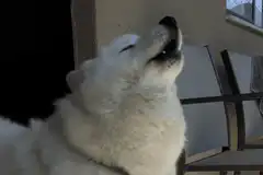 white dog howling
