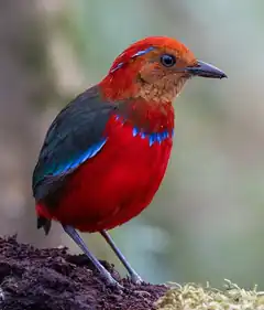 Colorful Red and Blue Bird Standing on Log
