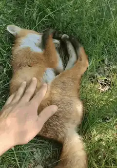 Fox lying on back in grass