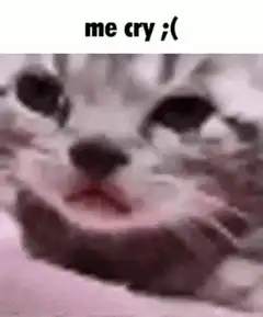 Crying kitten meme