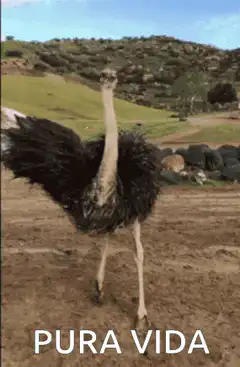 Ostriches dancing with pura vida text