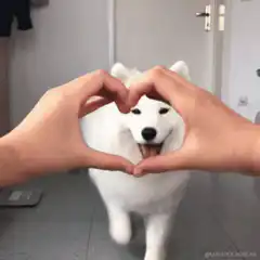 Hands making heart shape around dog face