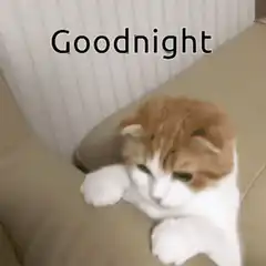 Sleepy cat says goodnight