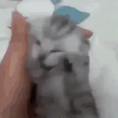 Tiny kitten held in hand