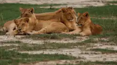 Lion cubs resting in grass