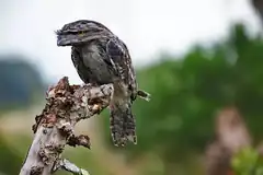 Tawny Frogmouth perched on branch